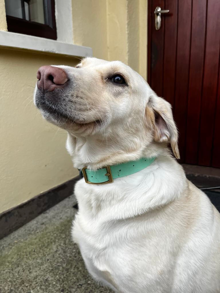 Collars - Prices From