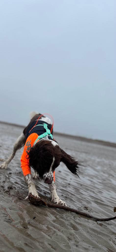 Harnesses - Prices From