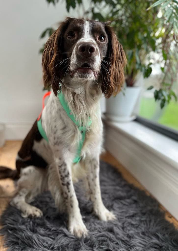 Harnesses - Prices From