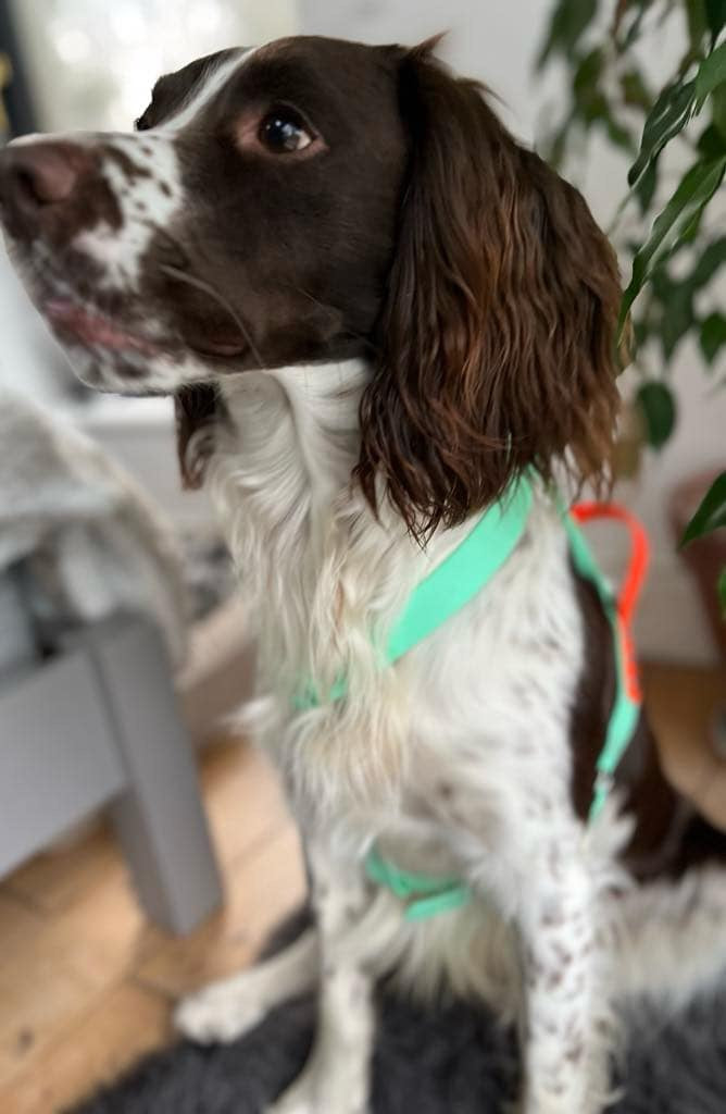 Harnesses - Prices From