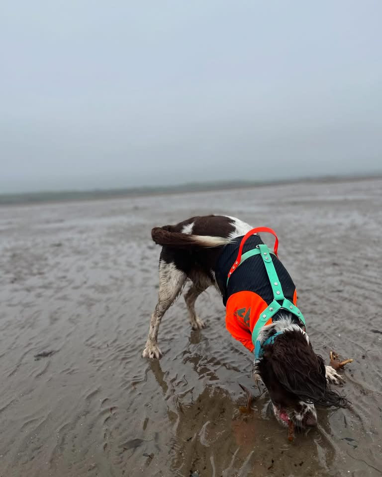 Harnesses - Prices From
