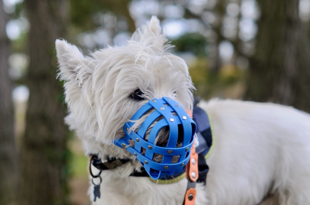 Muzzles Prices From - Main Image