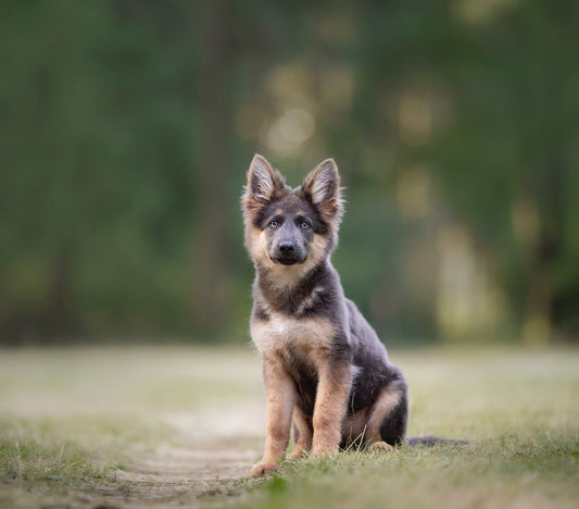 One to One Dog Training