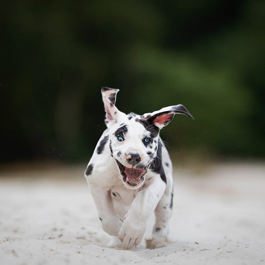Puppy Training