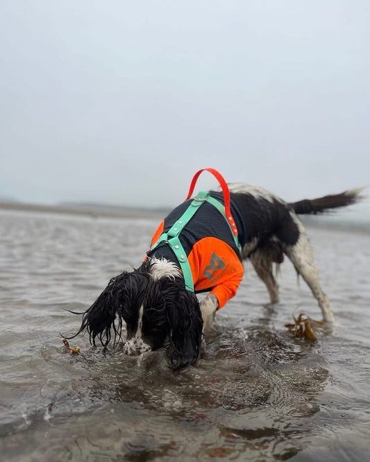 Harnesses - Prices From