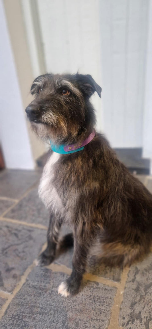 Hound Collars