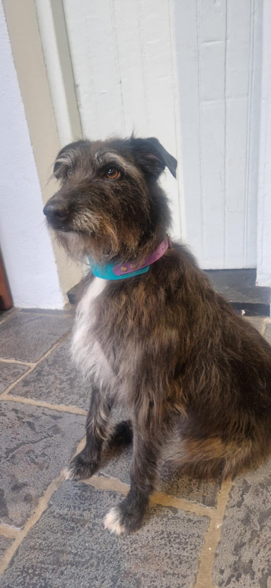 Hound Collars