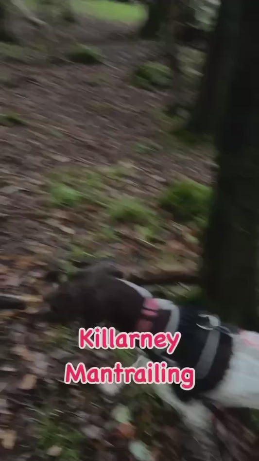 Mantrailing Progression Sessions